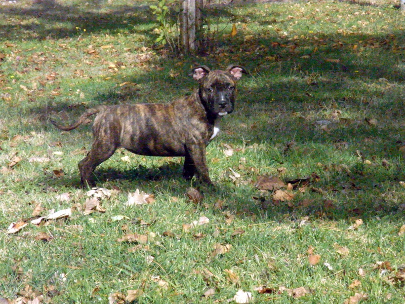 Faune queen safarie des Guerriers Occitans