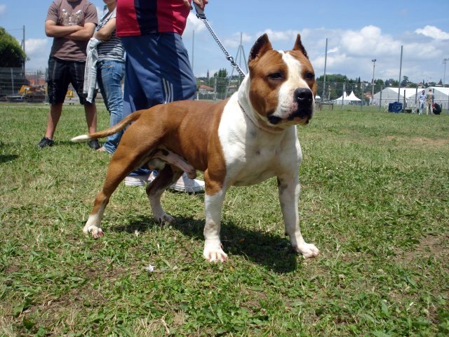 Magic-ster des Guerriers Occitans