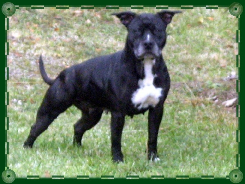 Arena black-night des Guerriers Occitans