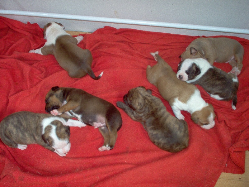 Magic-ster des Guerriers Occitans