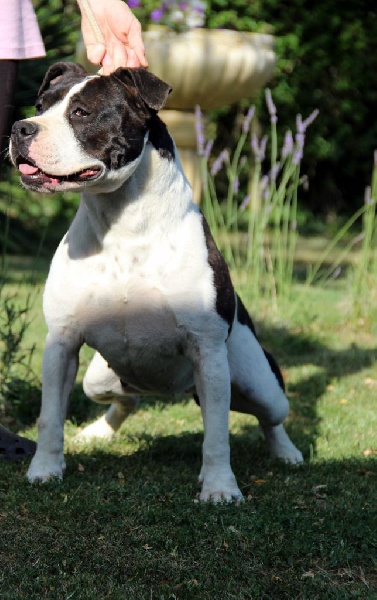 Holga' édition 2 ' des Guerriers Occitans