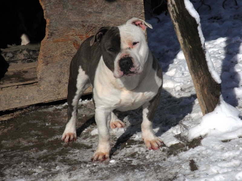 Publication : des Guerriers Occitans Auteur : lapeyre-frederic/ martins rose-m