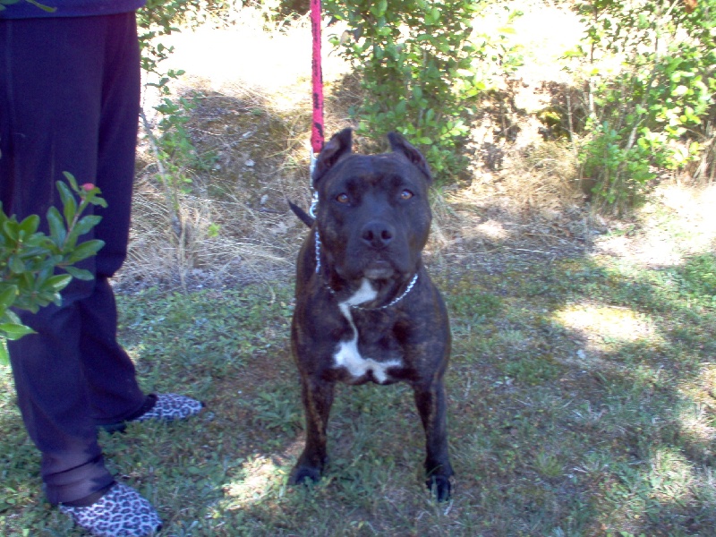 Unaya des Guerriers Occitans