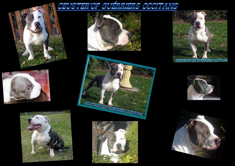 Publication : des Guerriers Occitans Auteur : lapeyre-frederic/ martins rose-m