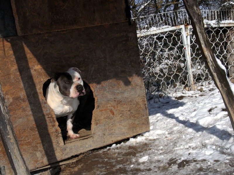 Publication : des Guerriers Occitans Auteur : lapeyre-frederic/ martins rose-m