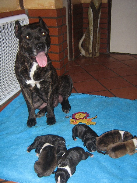 Unaya des Guerriers Occitans