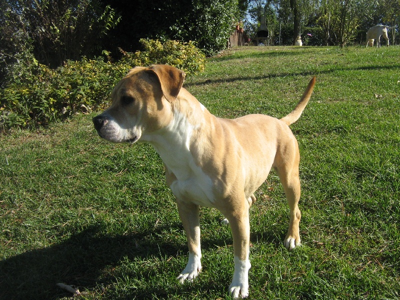 Arley-bety boops des Guerriers Occitans