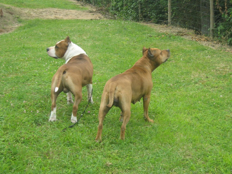 Magic-ster des Guerriers Occitans