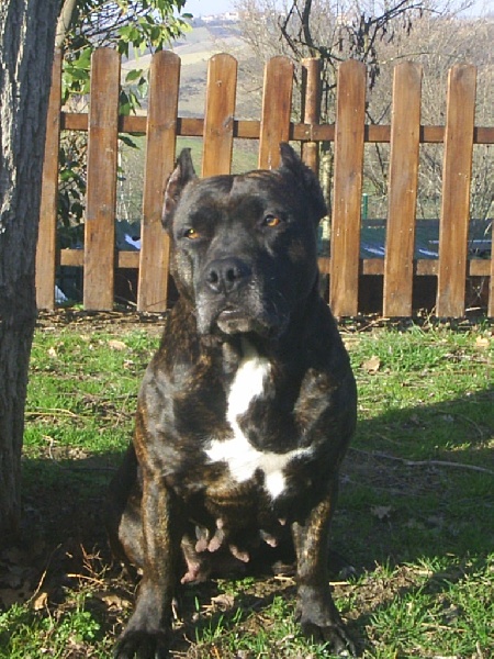 Unaya des Guerriers Occitans