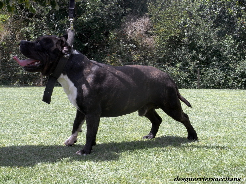 Elvis'  king off the king ' des Guerriers Occitans