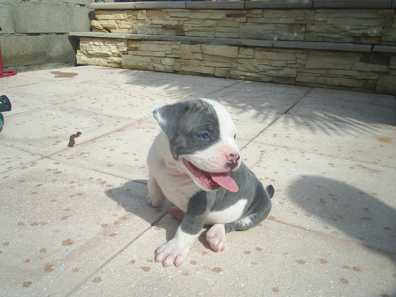 Cerdan ' alias ceusteur ' des Guerriers Occitans