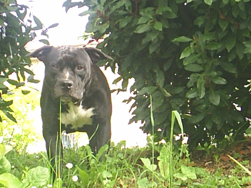Arena black-night des Guerriers Occitans