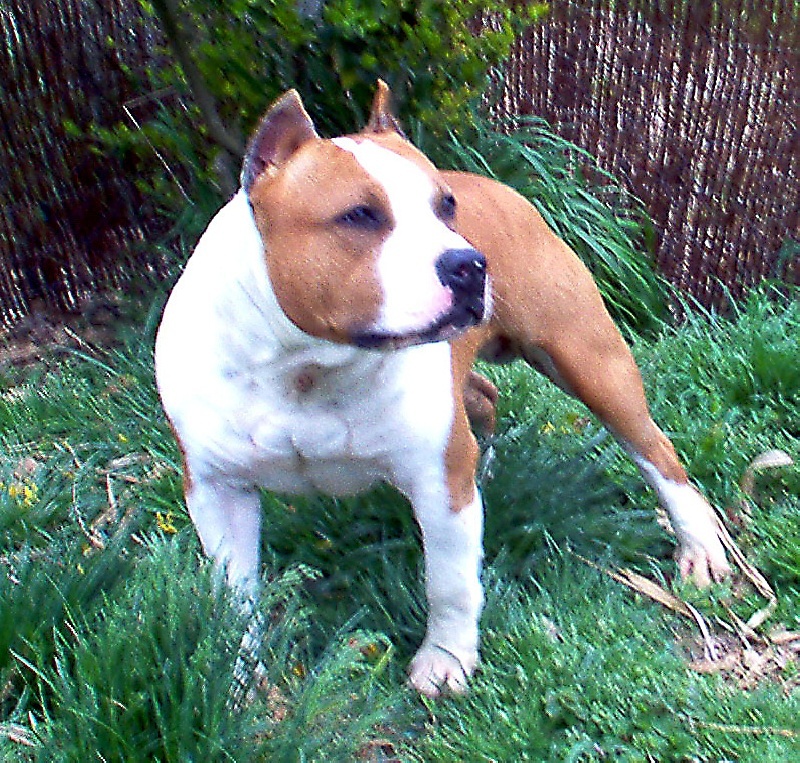 Magic-ster des Guerriers Occitans