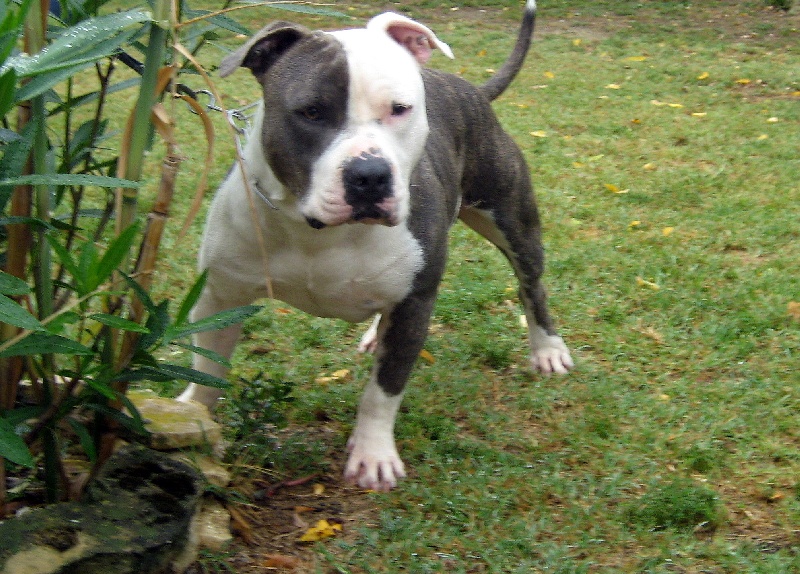 Cerdan ' alias ceusteur ' des Guerriers Occitans