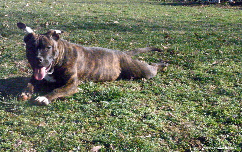 Faune queen safarie des Guerriers Occitans