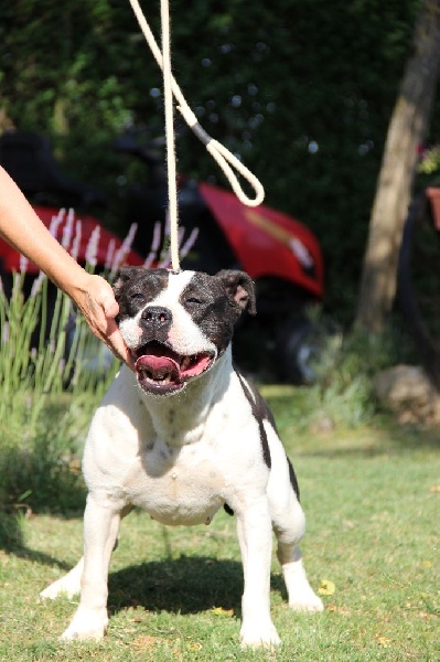Holga' édition 2 ' des Guerriers Occitans