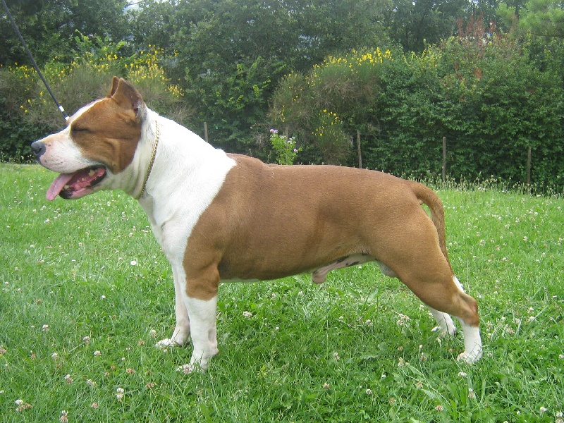 Magic-ster des Guerriers Occitans