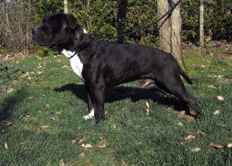 Elvis'  king off the king ' des Guerriers Occitans