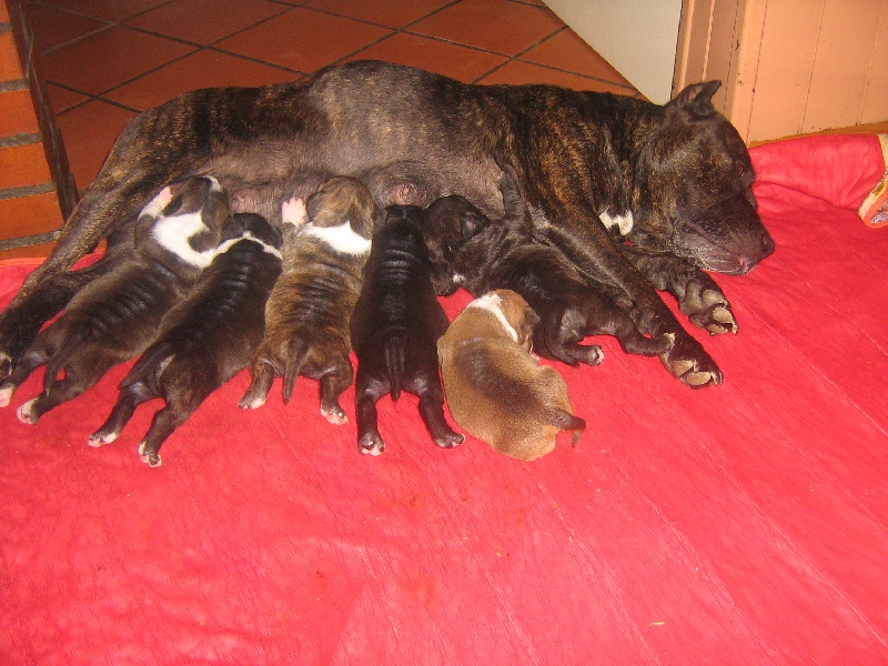 Unaya des Guerriers Occitans