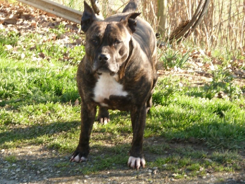 Faune queen safarie des Guerriers Occitans