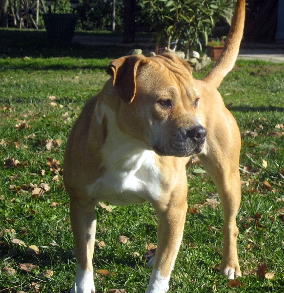 Arley-bety boops des Guerriers Occitans