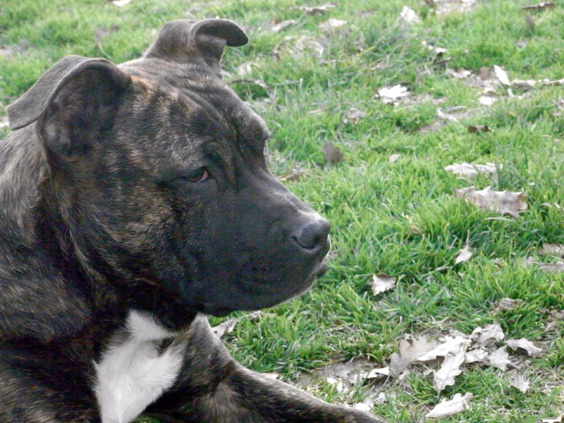 Faune queen safarie des Guerriers Occitans