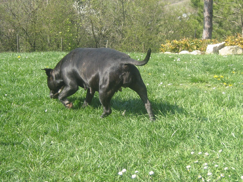 Arena black-night des Guerriers Occitans
