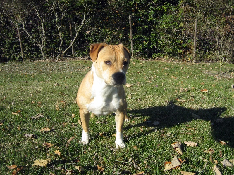 Arley-bety boops des Guerriers Occitans