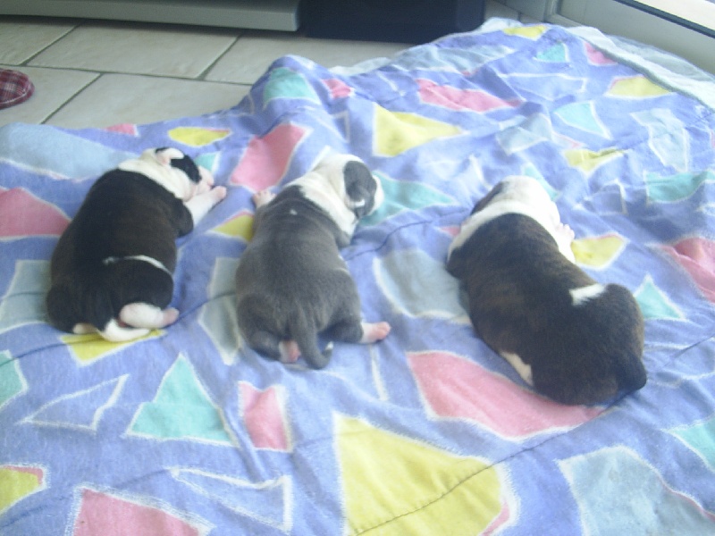 Cerdan ' alias ceusteur ' des Guerriers Occitans