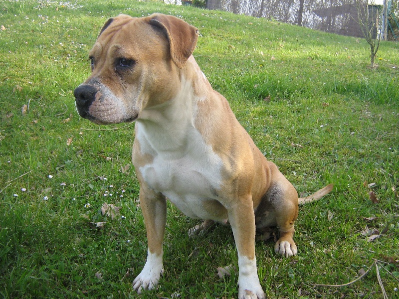 Arley-bety boops des Guerriers Occitans