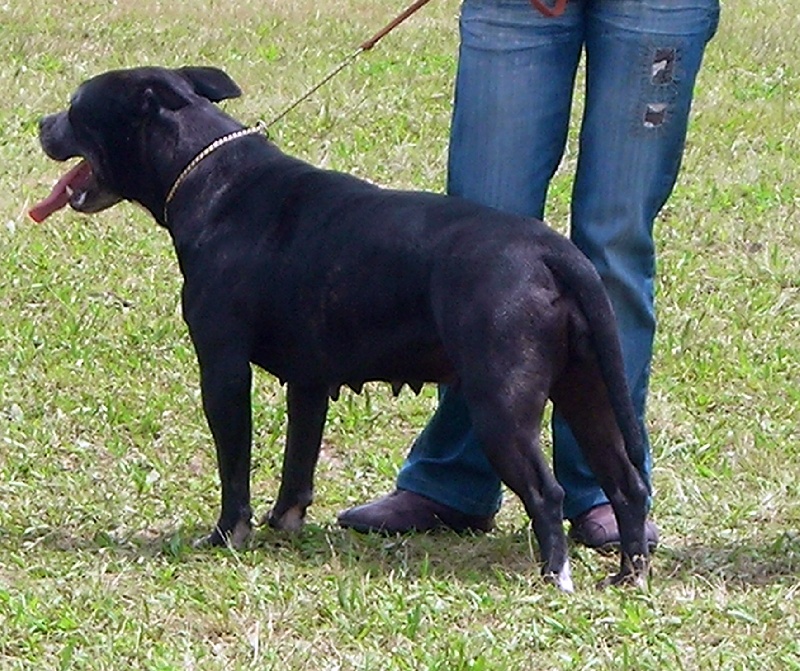 Arena black-night des Guerriers Occitans
