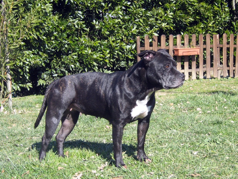 Arena black-night des Guerriers Occitans