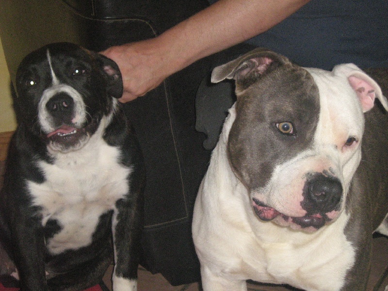 Cerdan ' alias ceusteur ' des Guerriers Occitans