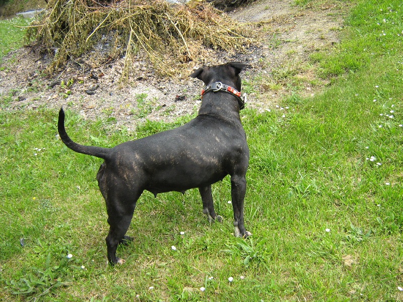 Arena black-night des Guerriers Occitans