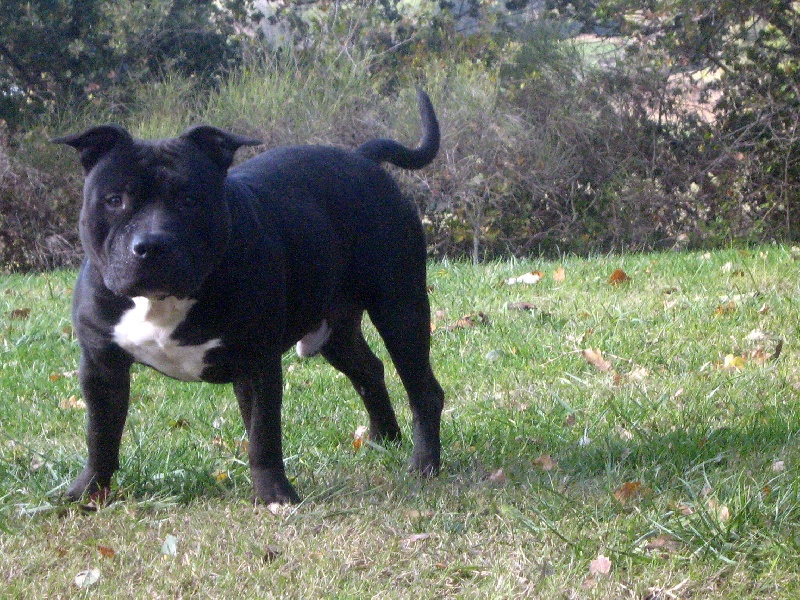 Dangerous black dodge des Guerriers Occitans