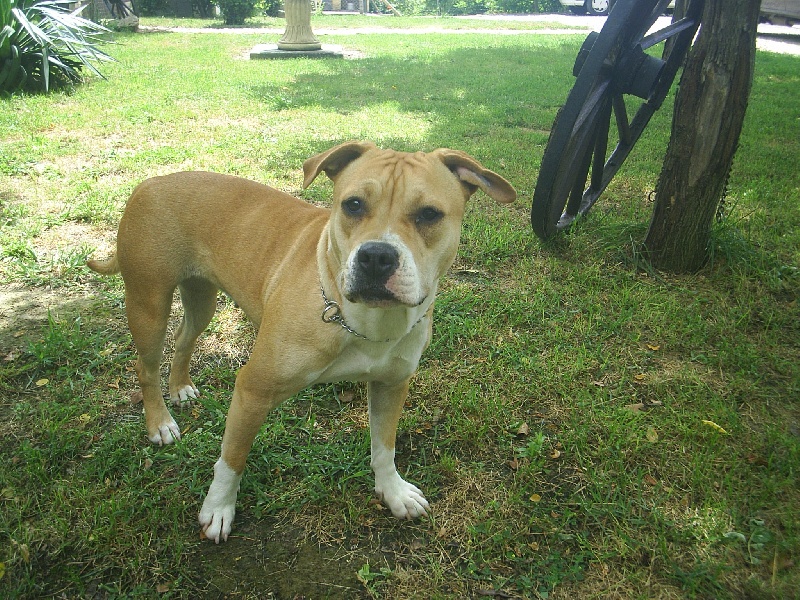 Arley-bety boops des Guerriers Occitans