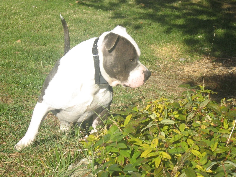 Cerdan ' alias ceusteur ' des Guerriers Occitans