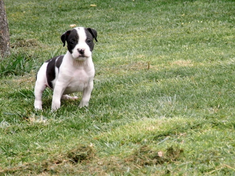 Holga' édition 2 ' des Guerriers Occitans