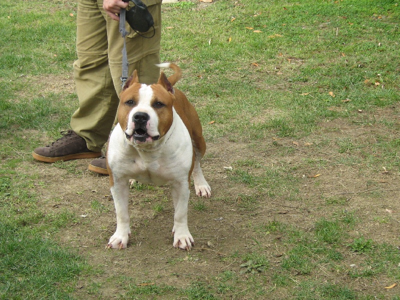 Magic-ster des Guerriers Occitans