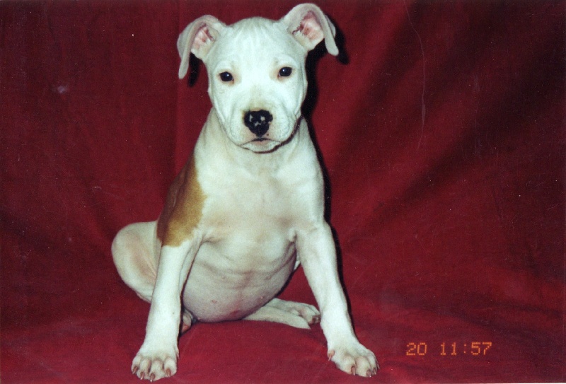 Usa de la terre des anges