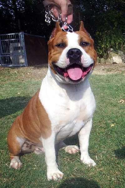 Magic-ster des Guerriers Occitans