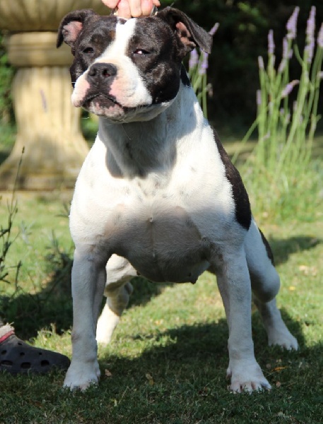 Holga' édition 2 ' des Guerriers Occitans