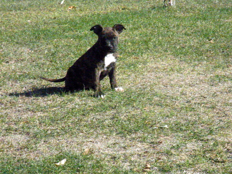 Faune queen safarie des Guerriers Occitans