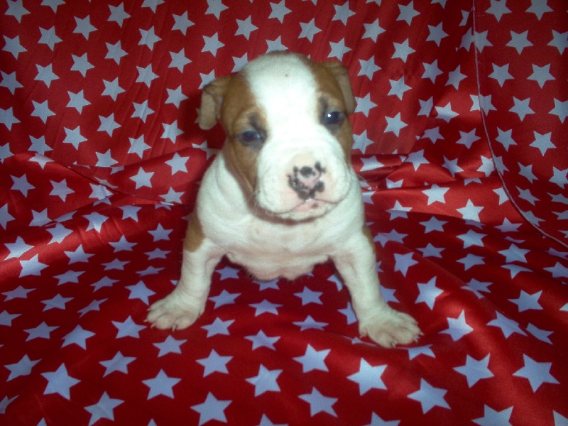 Magic-ster des Guerriers Occitans