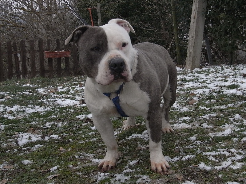 Publication : des Guerriers Occitans Auteur : lapeyre-frederic/ martins rose-m