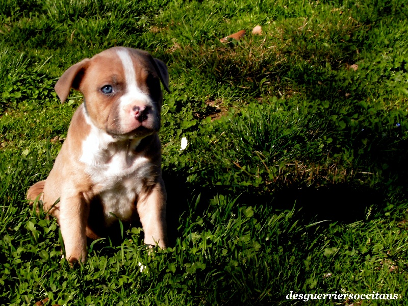 G maximus ' des Guerriers Occitans