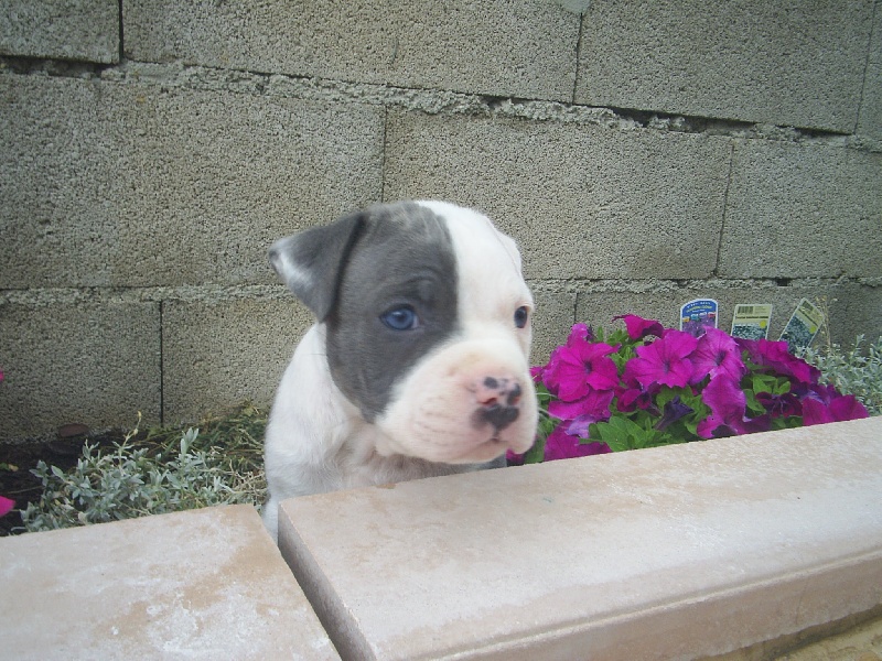 Cerdan ' alias ceusteur ' des Guerriers Occitans