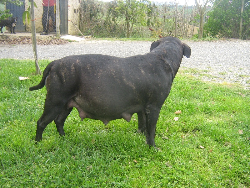 Arena black-night des Guerriers Occitans