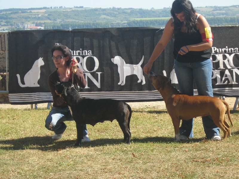 Arena black-night des Guerriers Occitans