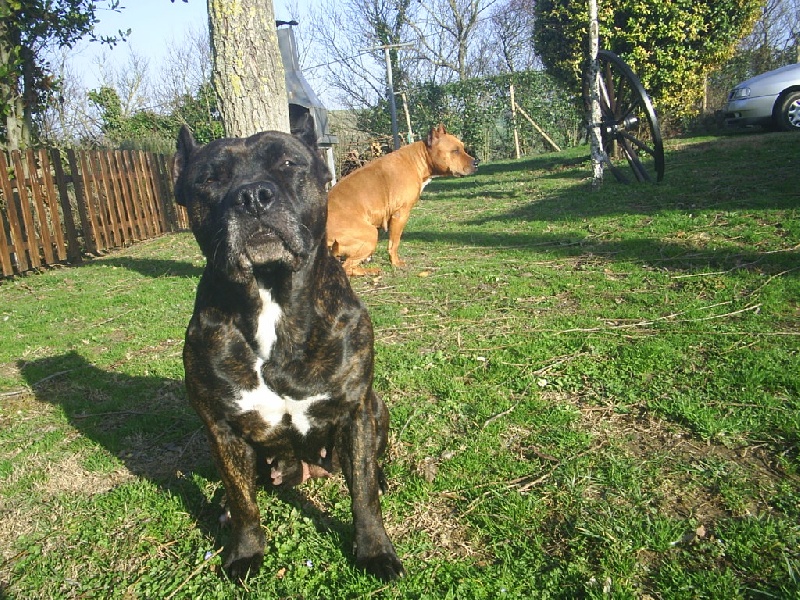 Unaya des Guerriers Occitans